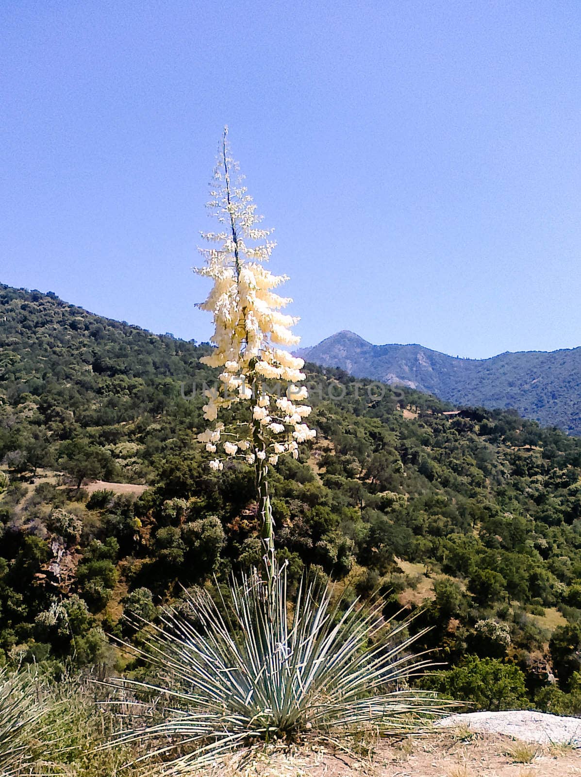 Chaparral yucca by melastmohican