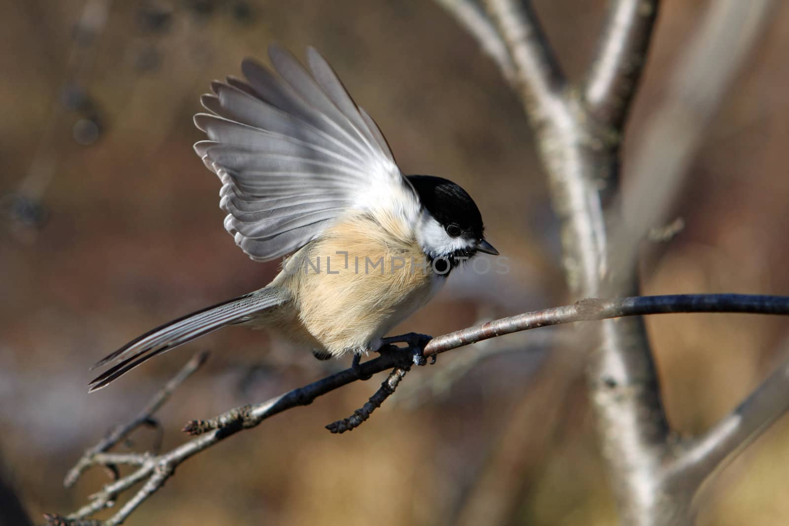 Black-capped Chickadee  Poecile atricapillus perched or with seeds