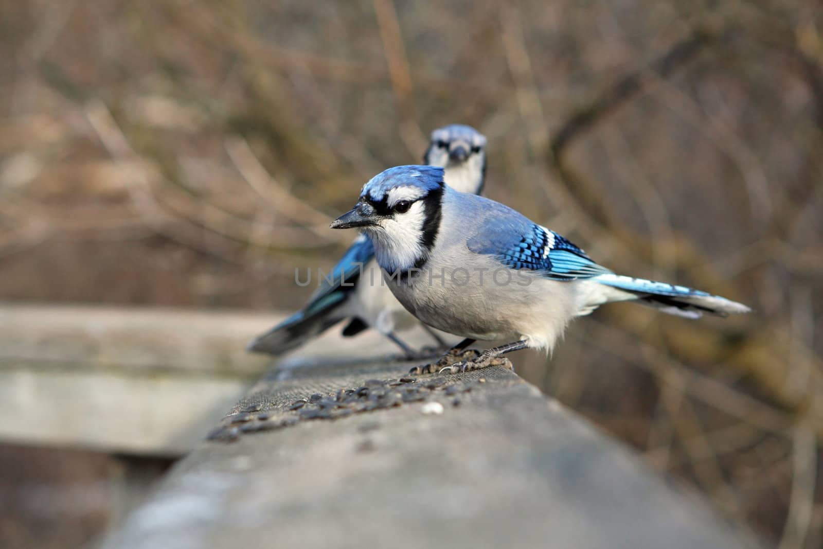 Bluejay Cyanocitta cristata with seeds or perched