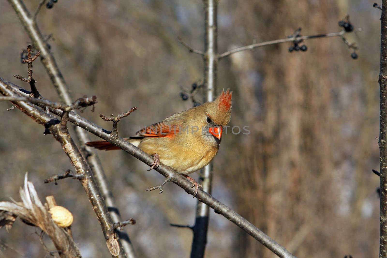 Cardinal Cardinalidae female perched or feeding