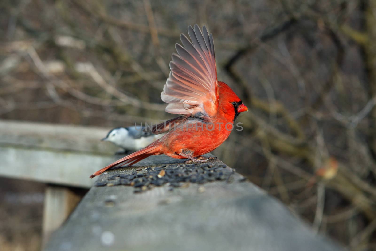 Cardinal Cardinalidae male perched or feeding