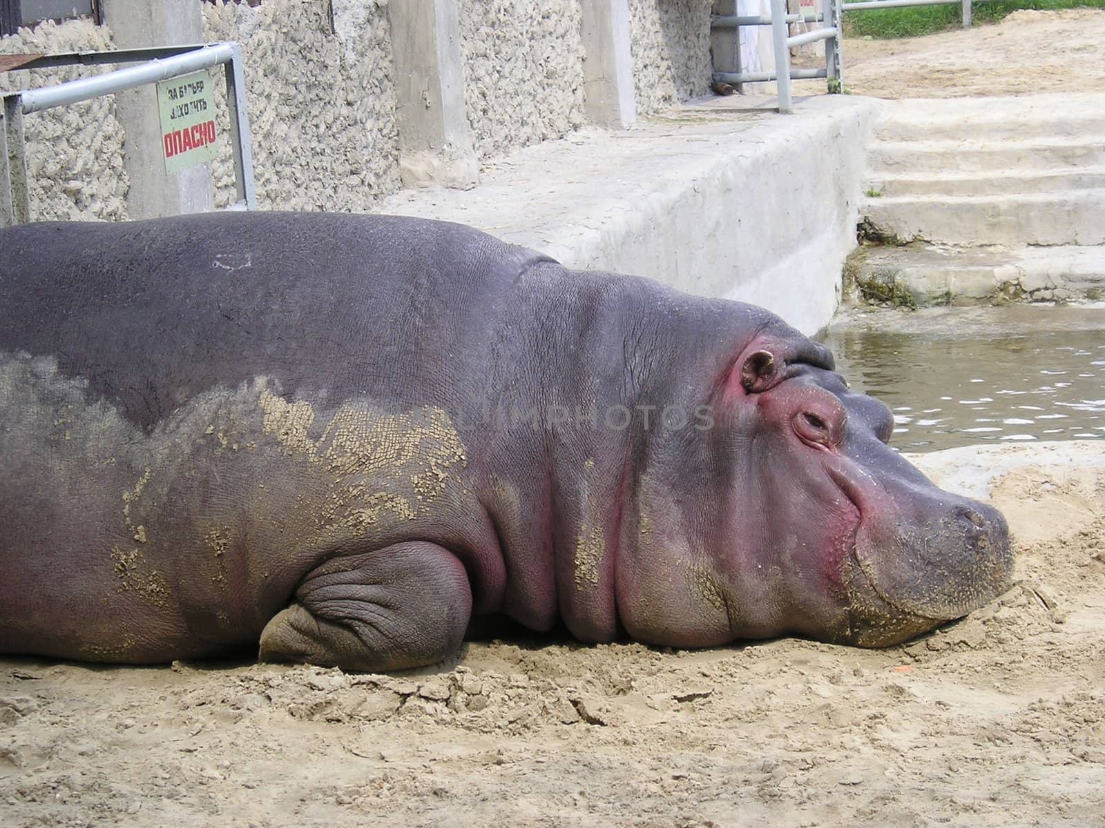 Hippopotamus relaxing in the dirt