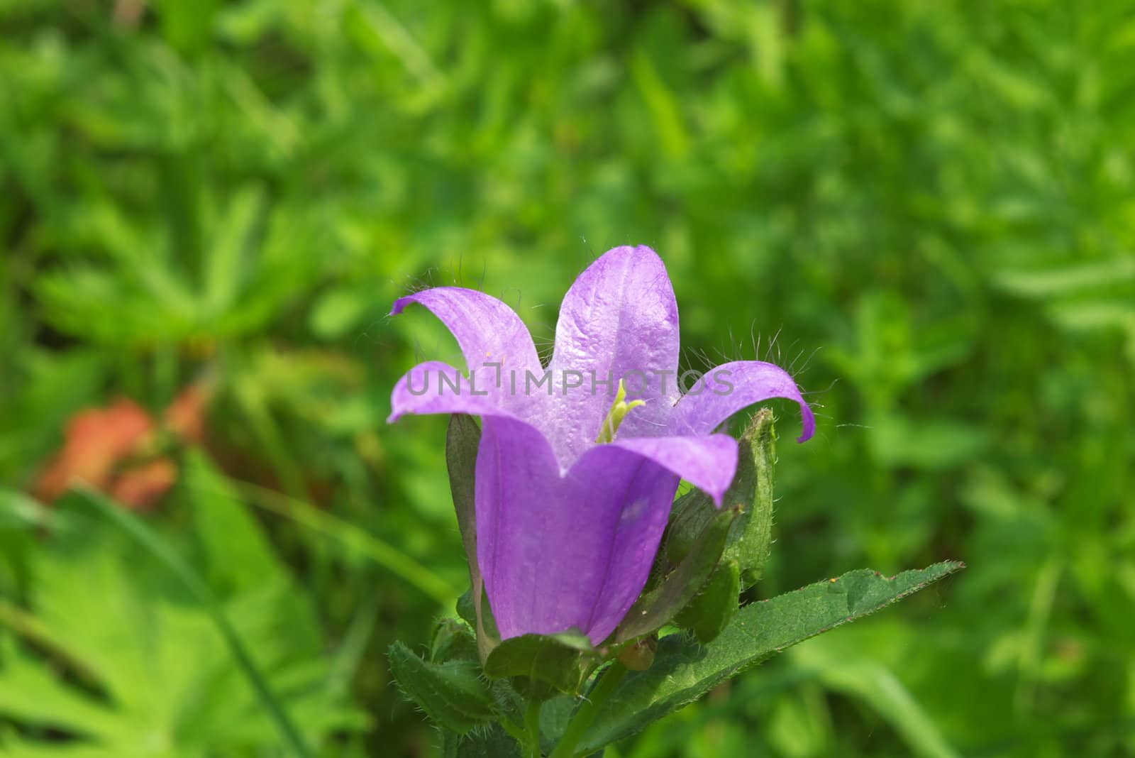 macro photo of the flower of the campanula in field