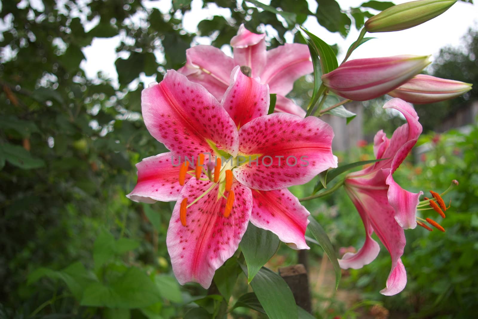 macro photo of the lilies in garden