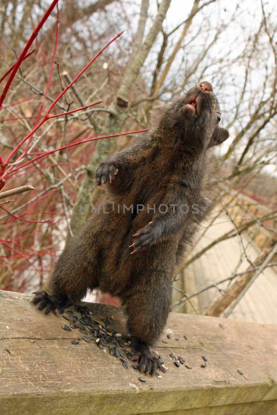 Black Squirrel Feeding In winter