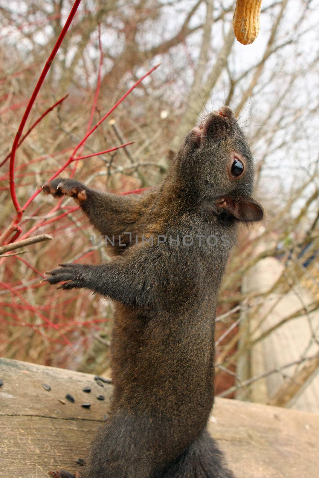 Black Squirrel Feeding In winter