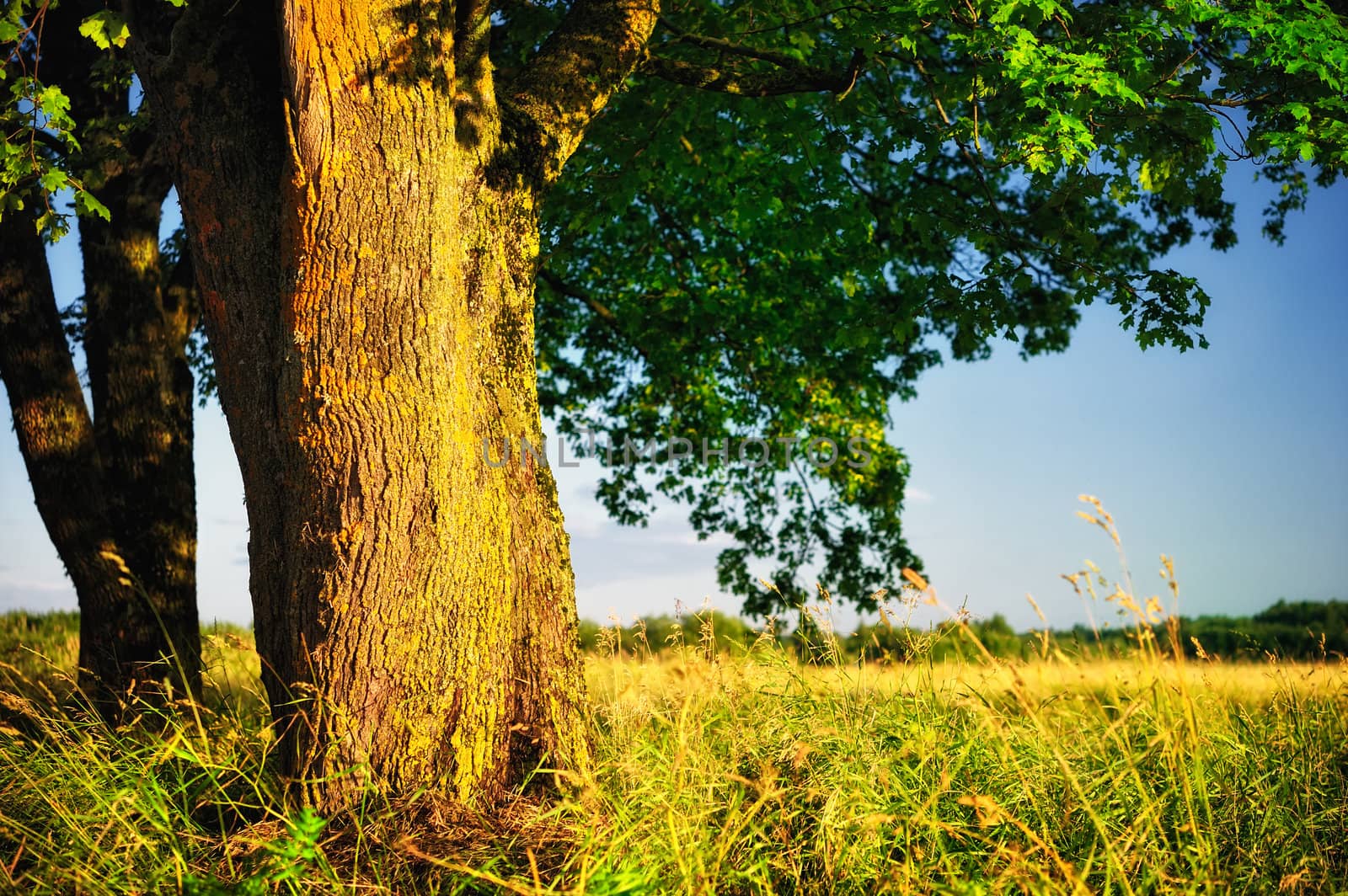 Powerful tree trunk on the edge of the field