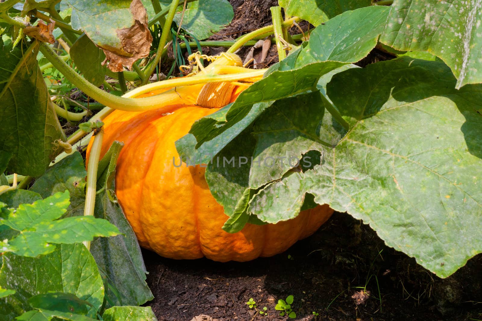 Ripening orange pumpkin in organic veggie garden.