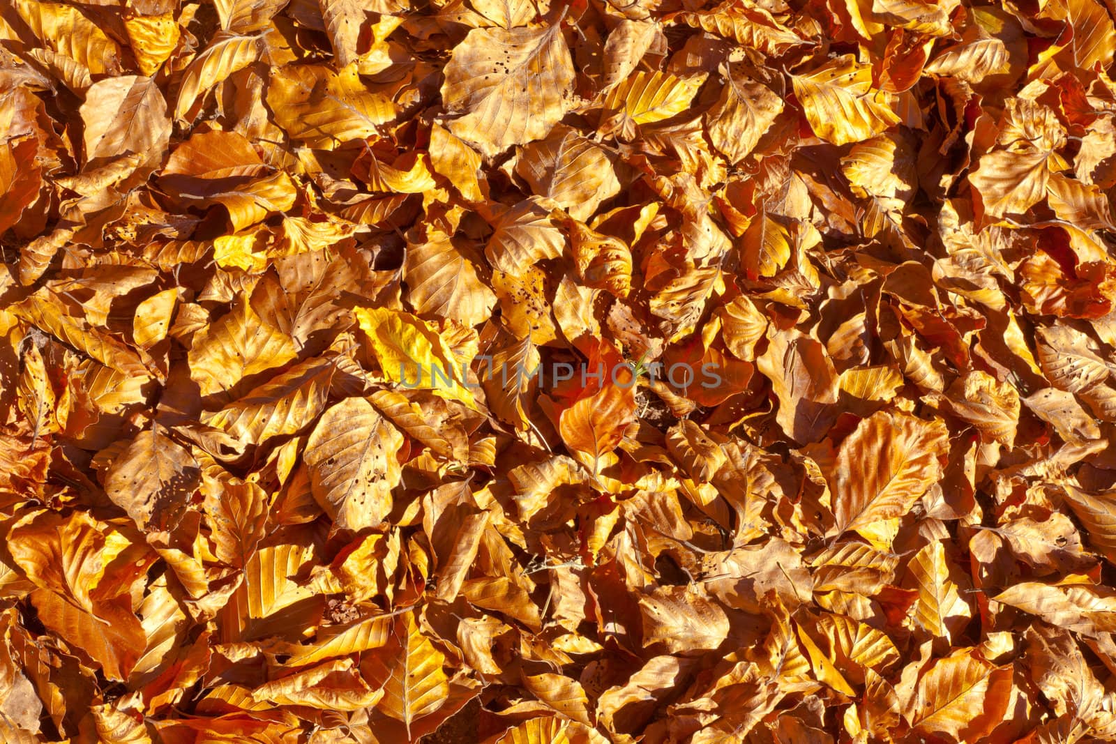 Golden fall background pattern texture of beech leaves fallen to the ground.