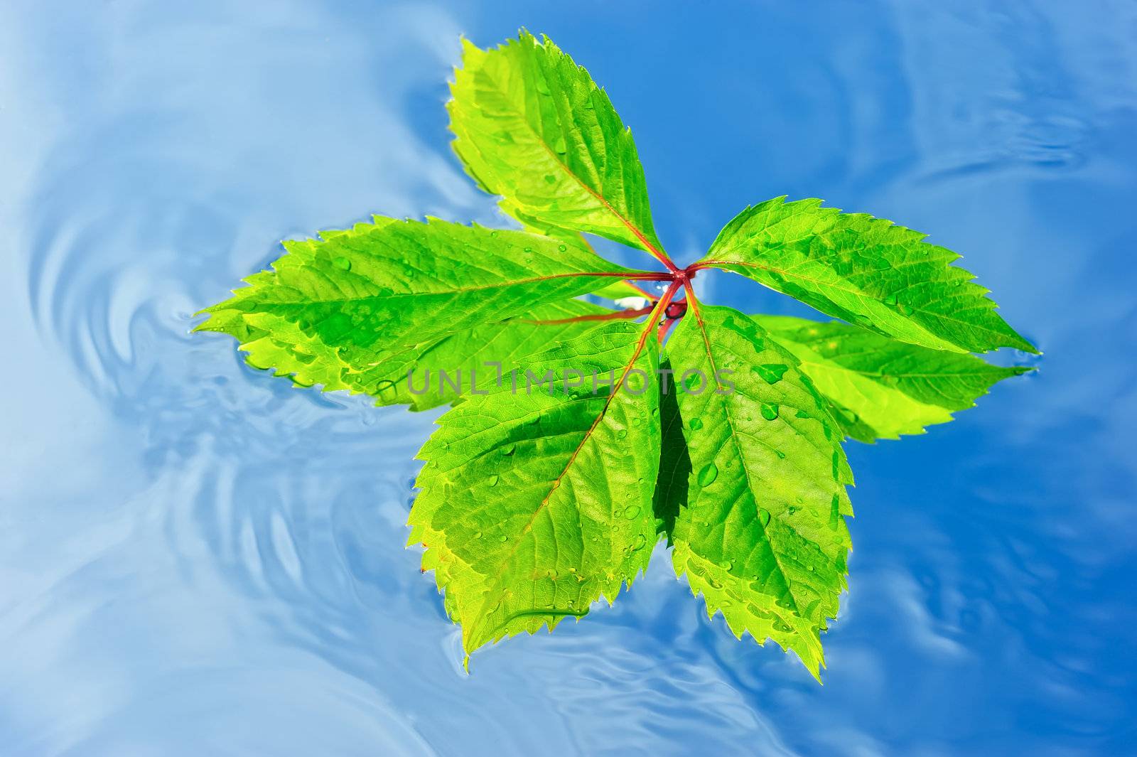 Green leaf on the surface of pure water