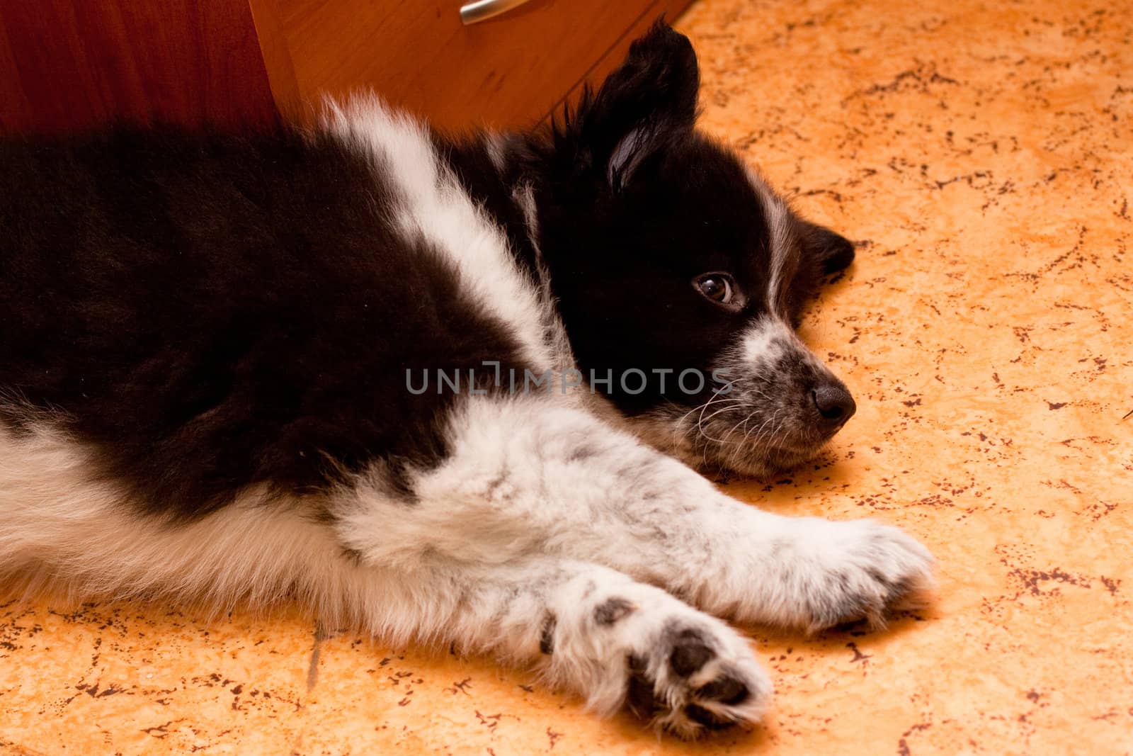 samoed puppy lying down on the floor
