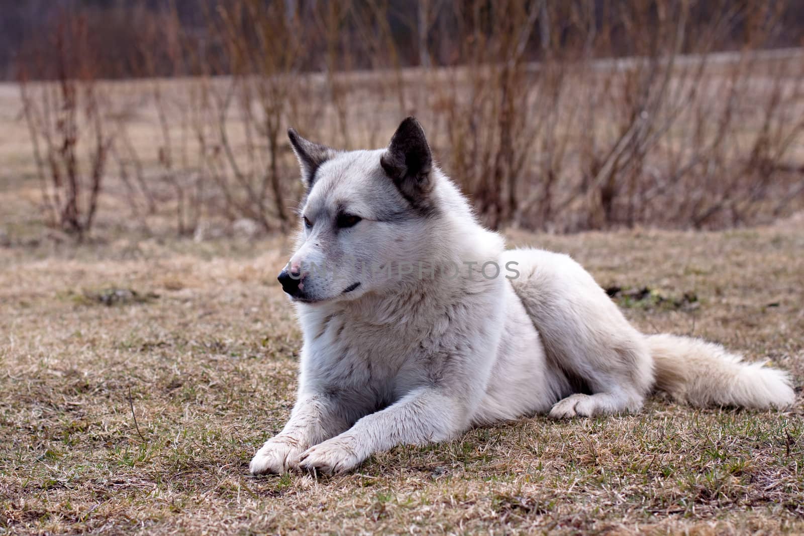 white dog lying on the ground
