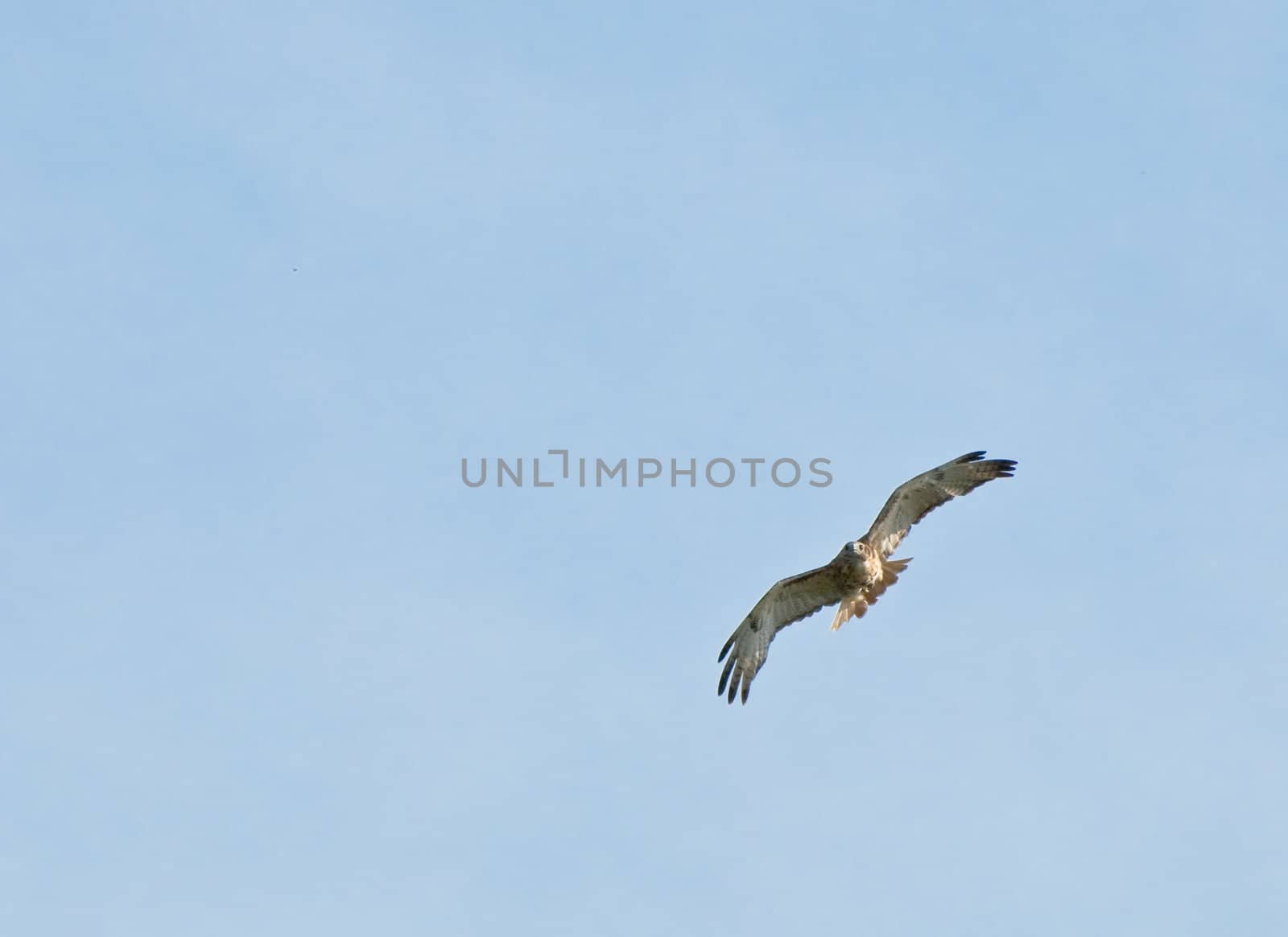 An adult hawk shot with lots of blue sky copyspace