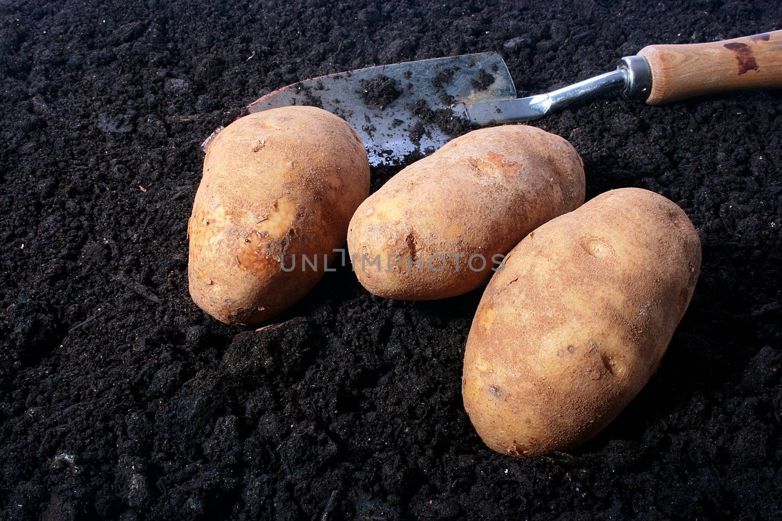 Potatoes by VIPDesignUSA