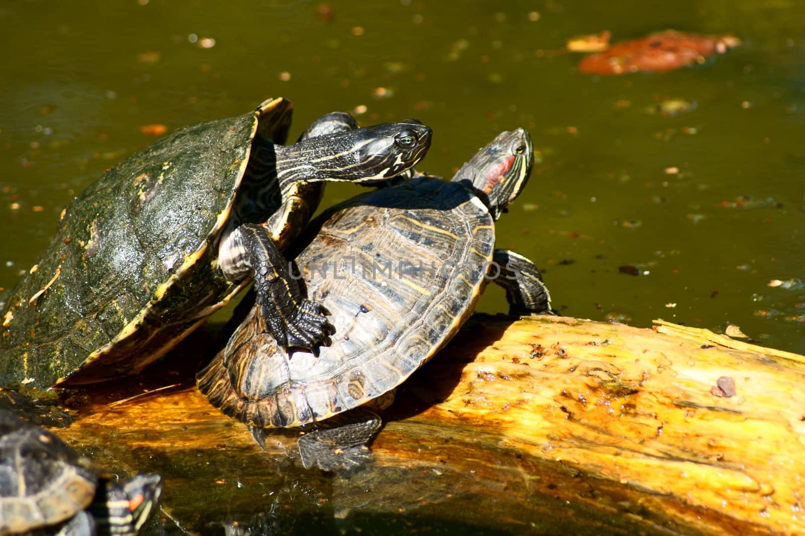 Turtle in Polish Zoo