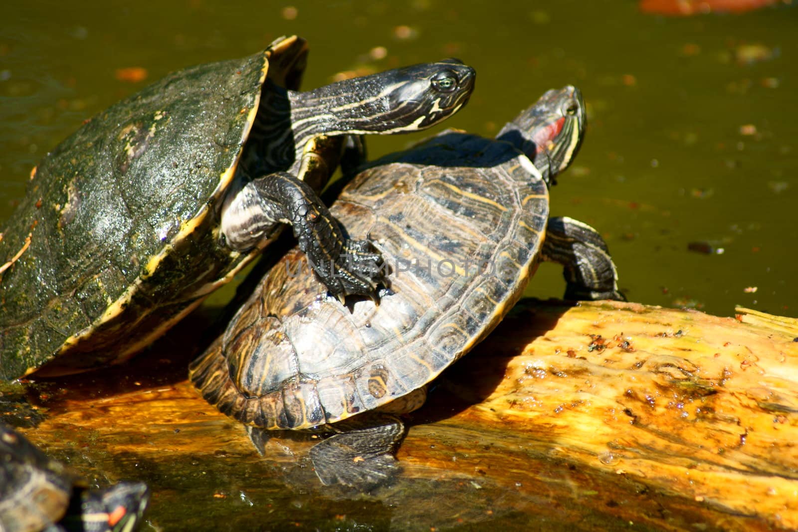 Turtle in Polish Zoo