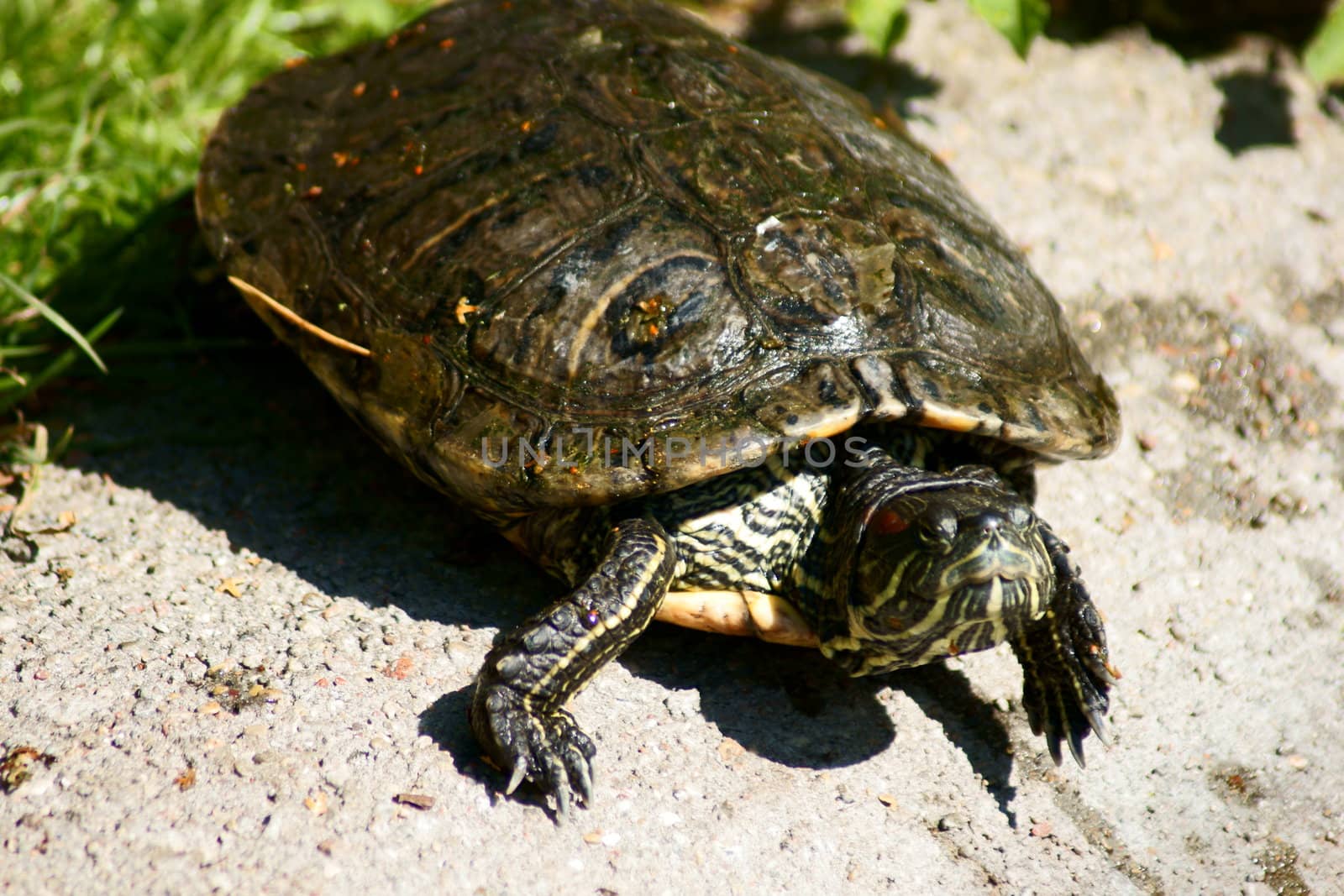 Turtle in Polish Zoo