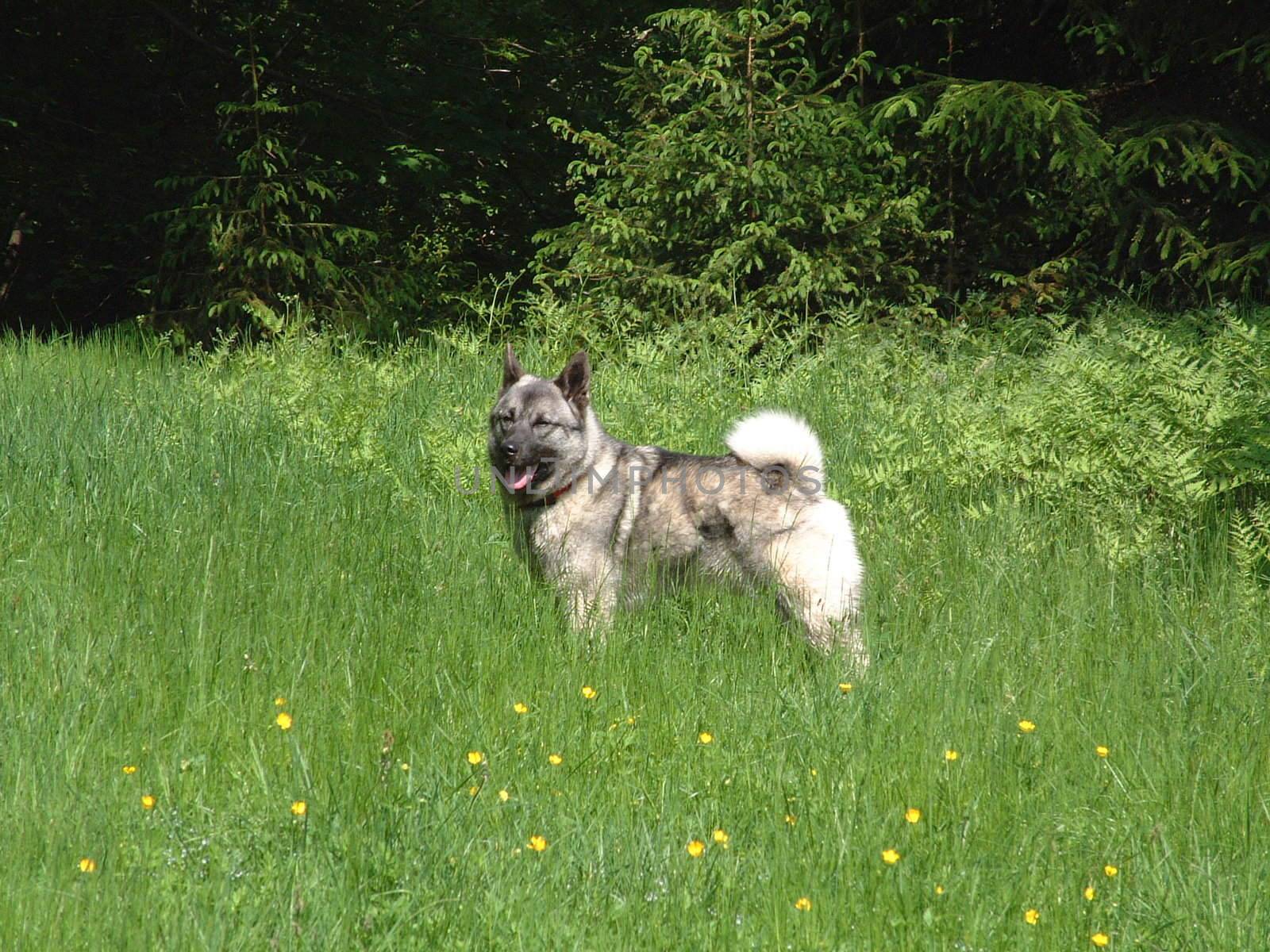 Norwegian Elkhound