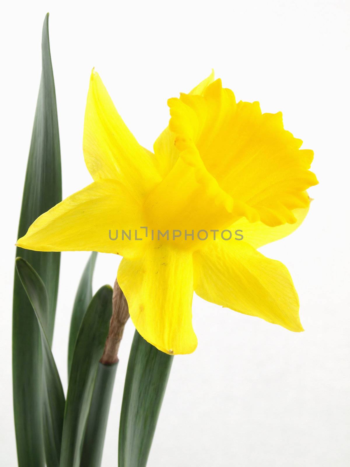 A vibrant yellow narcissus daffodil isolated against a white background.