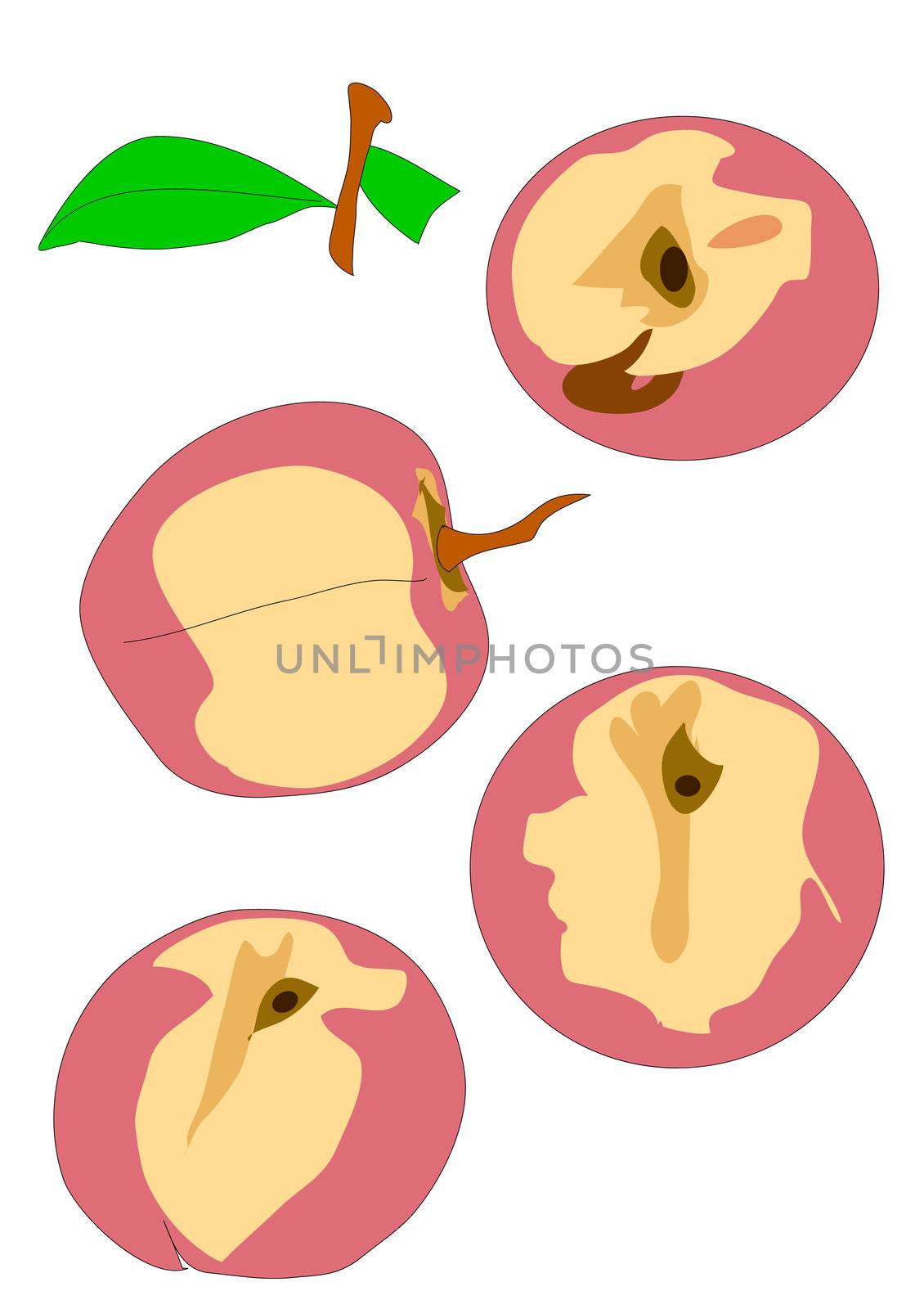 Illustrated hand drawing of peaches in various profiles.