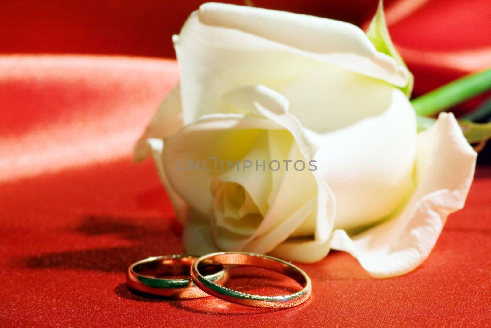 On a photo a rose and wedding rings

