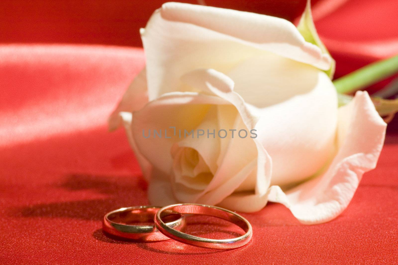 On a photo a rose and wedding rings