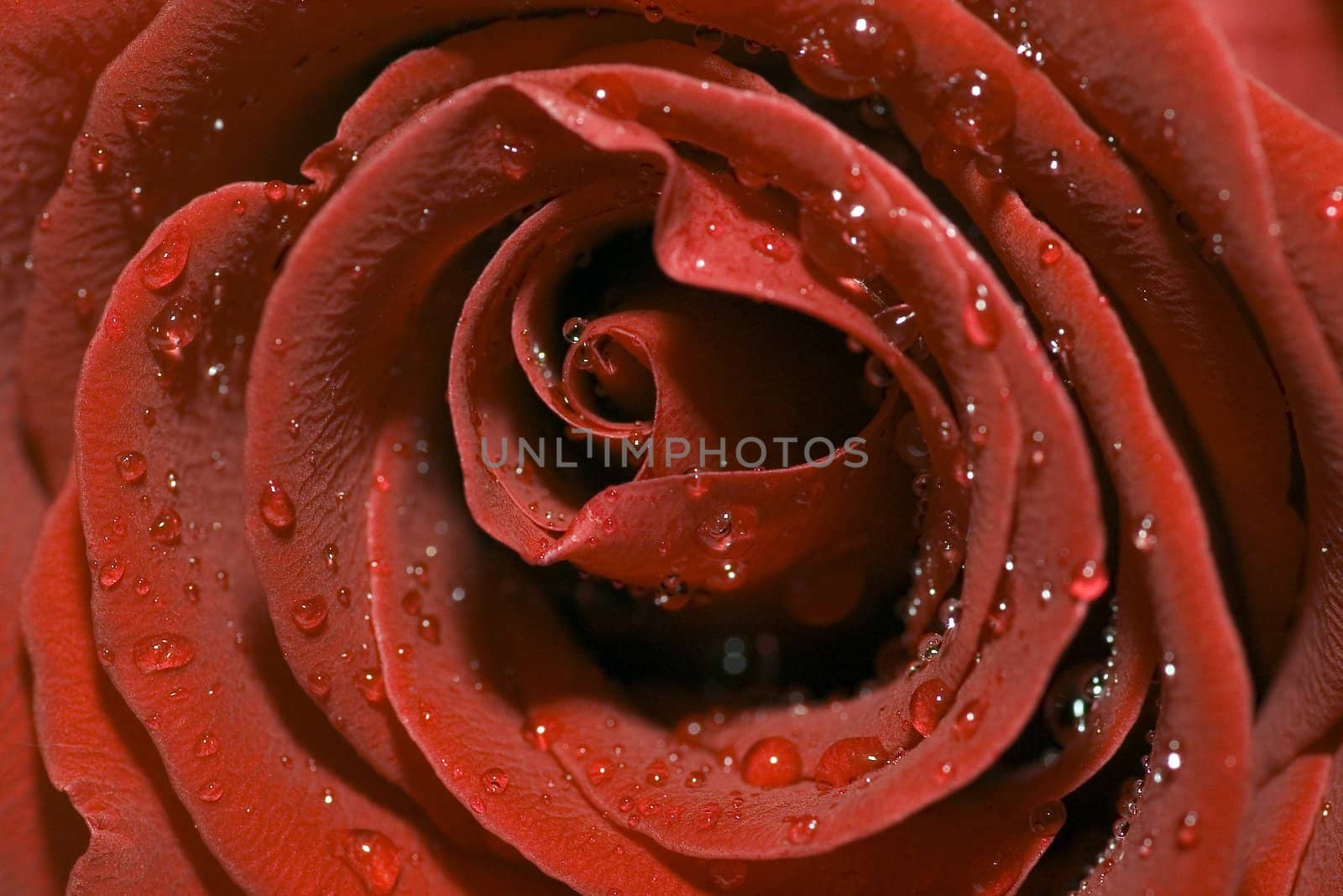 Macro image of dark red rose with water droplets. 