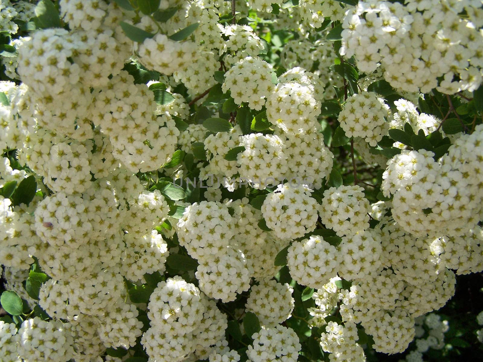 Close up of the blooming white bush. 