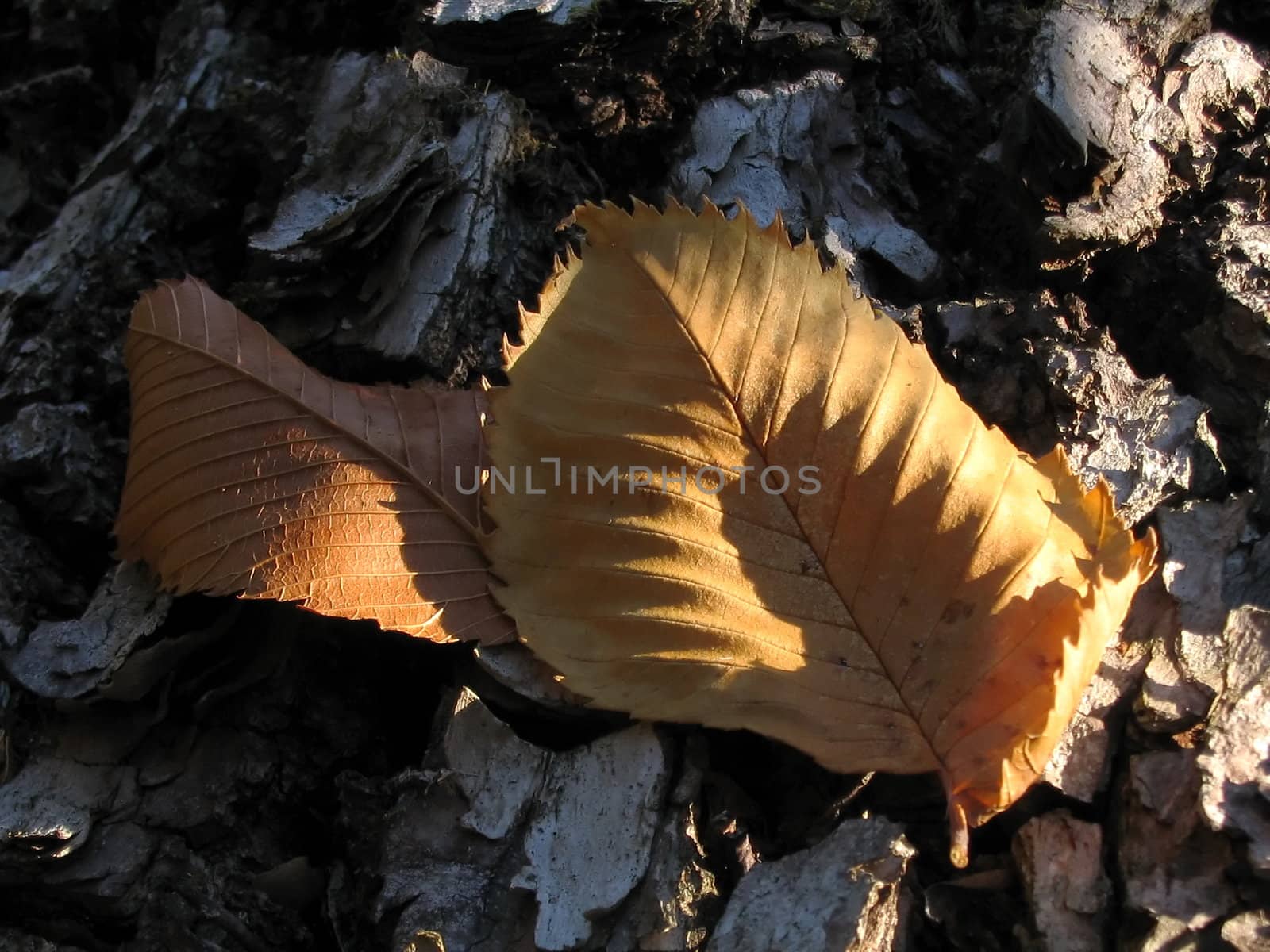 Dry tumbled leaf