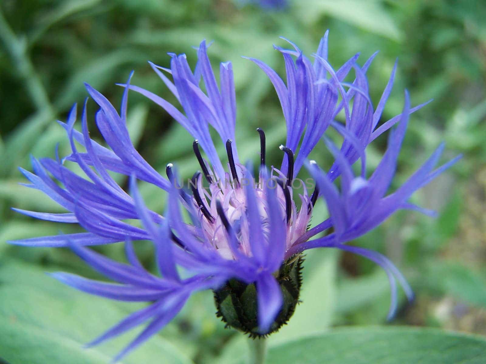 Blue cornflower by Lessadar