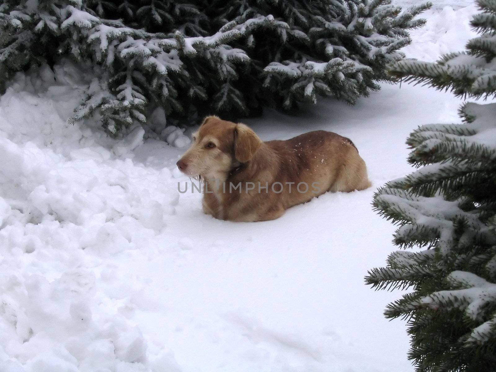 The dog on snow