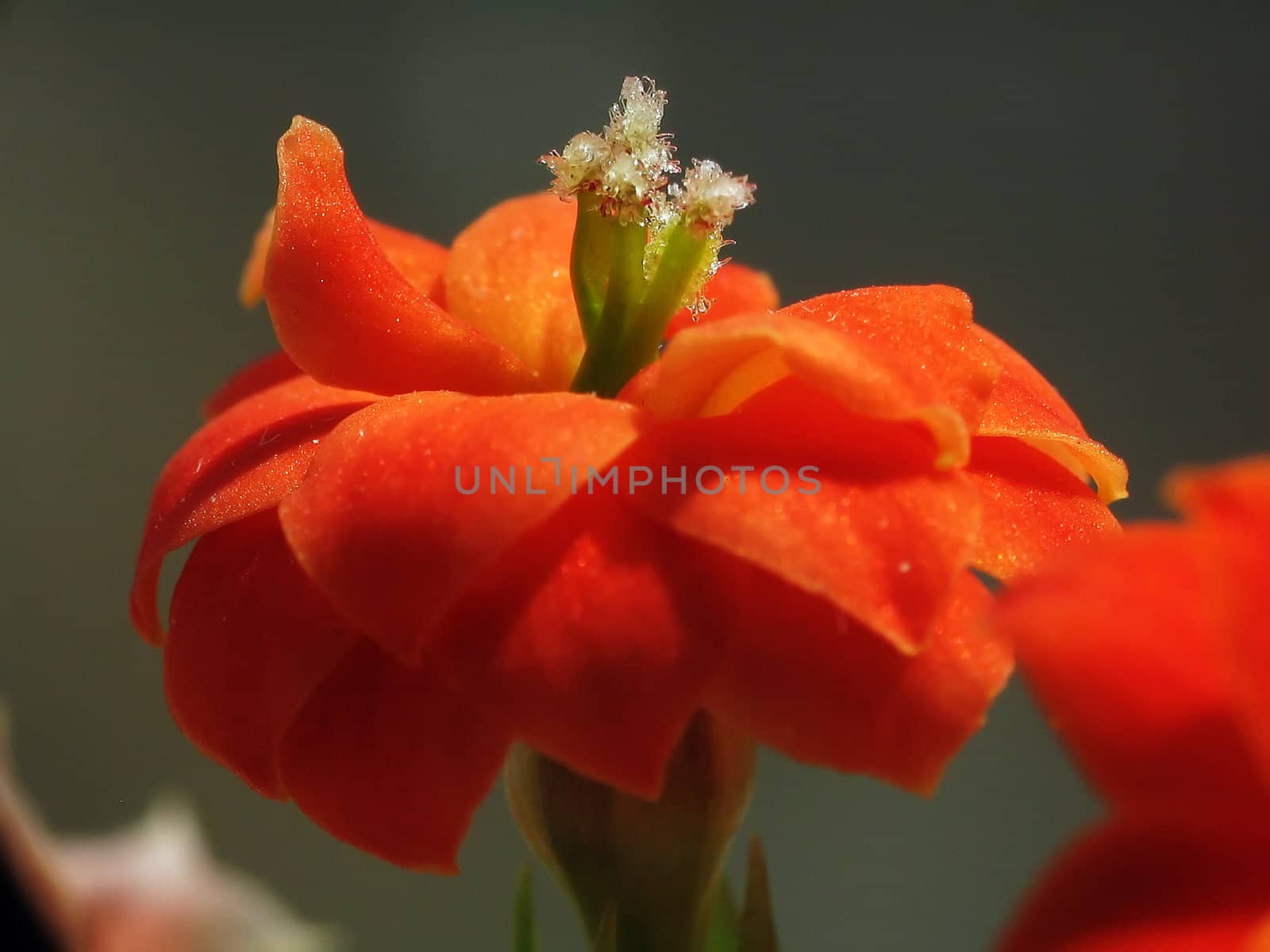Red flower of kalanchoe, macro  by ichip