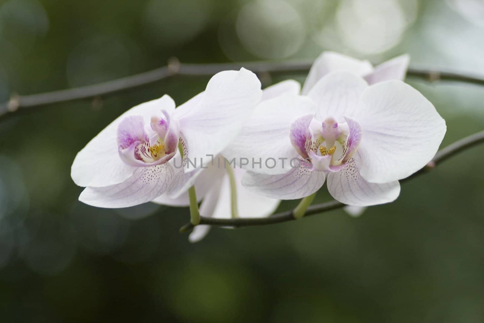 orchids by dolnikow