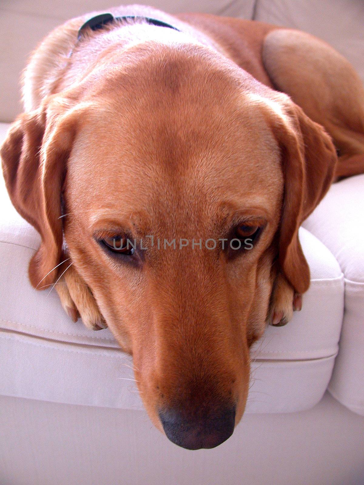 Sleeping labrador retriever