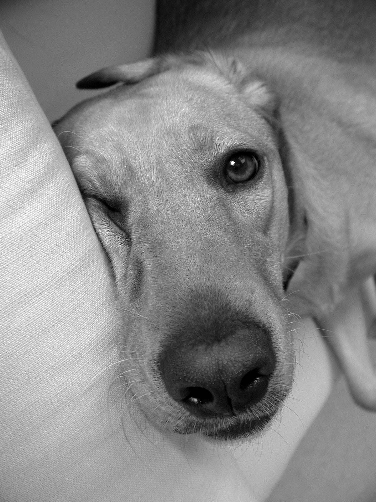 Sleeping labrador retriever on a sofa in black and white