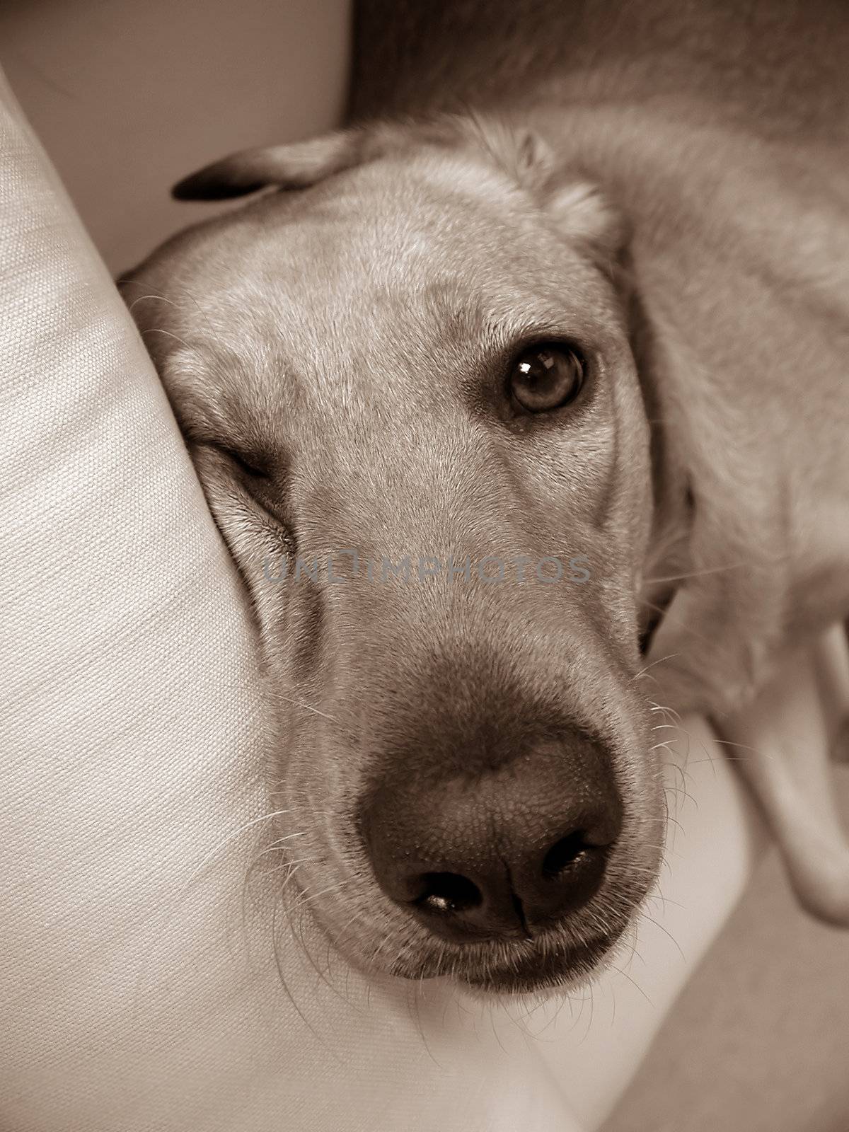 Sleepy labrador retriever dog in a sofa at home