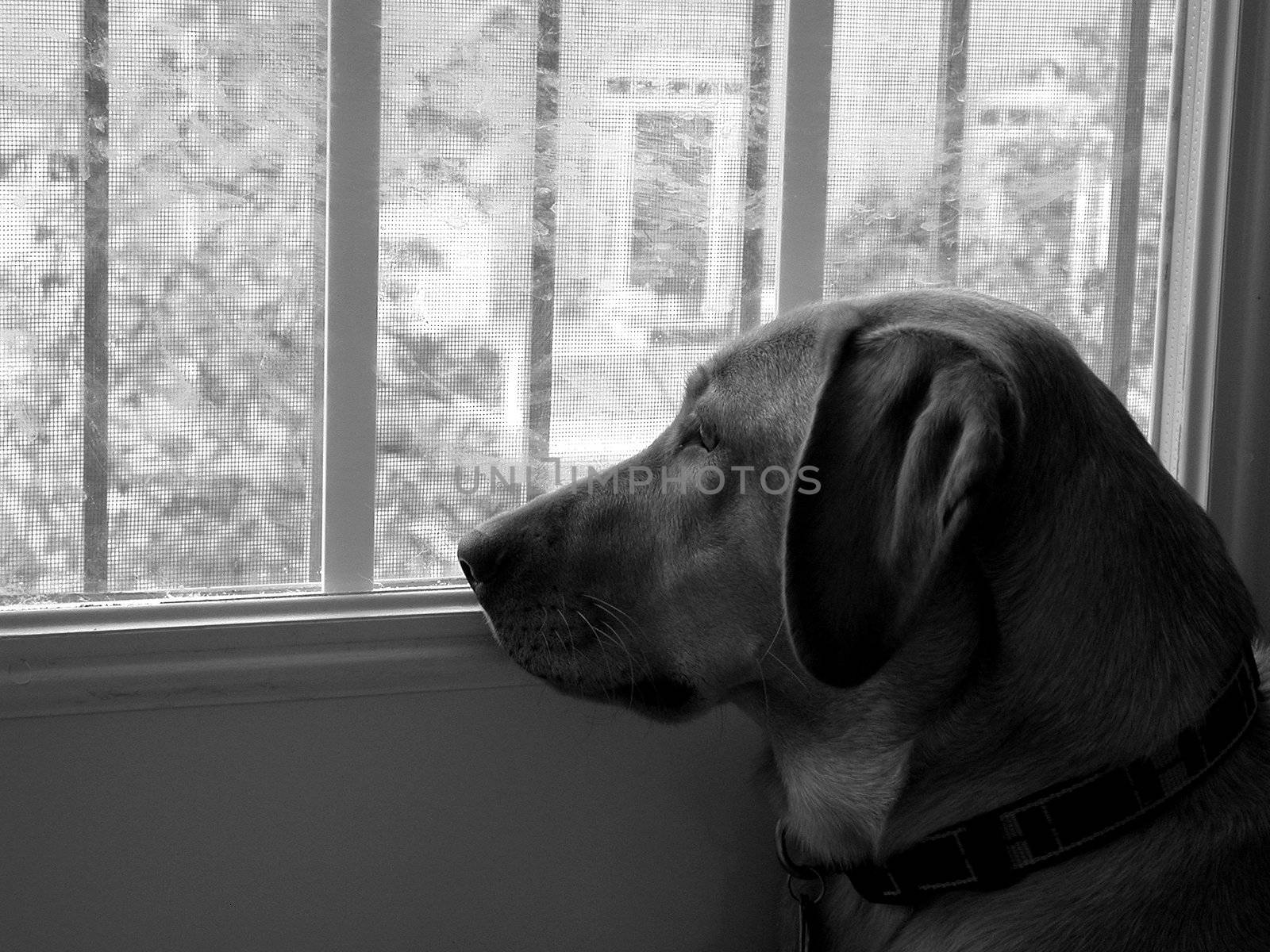 A loyal labrador retriever looking out the window