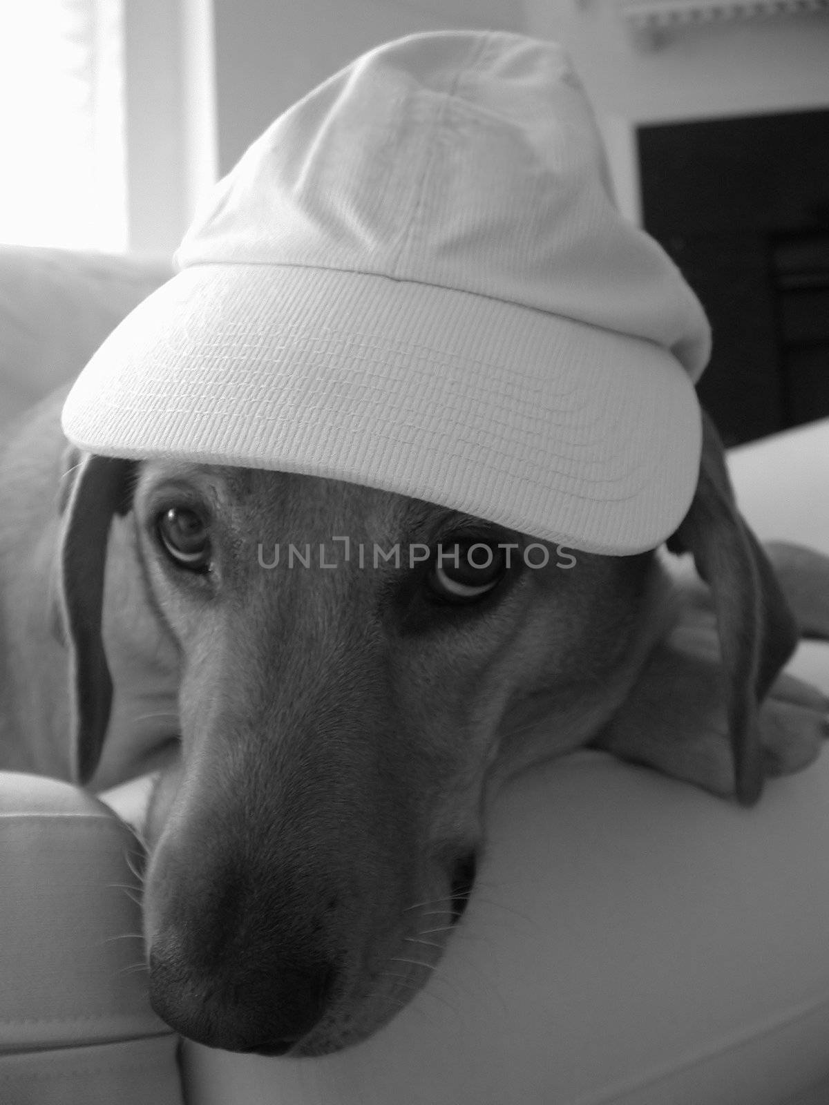 Labrador retriever on a sofa in black and white