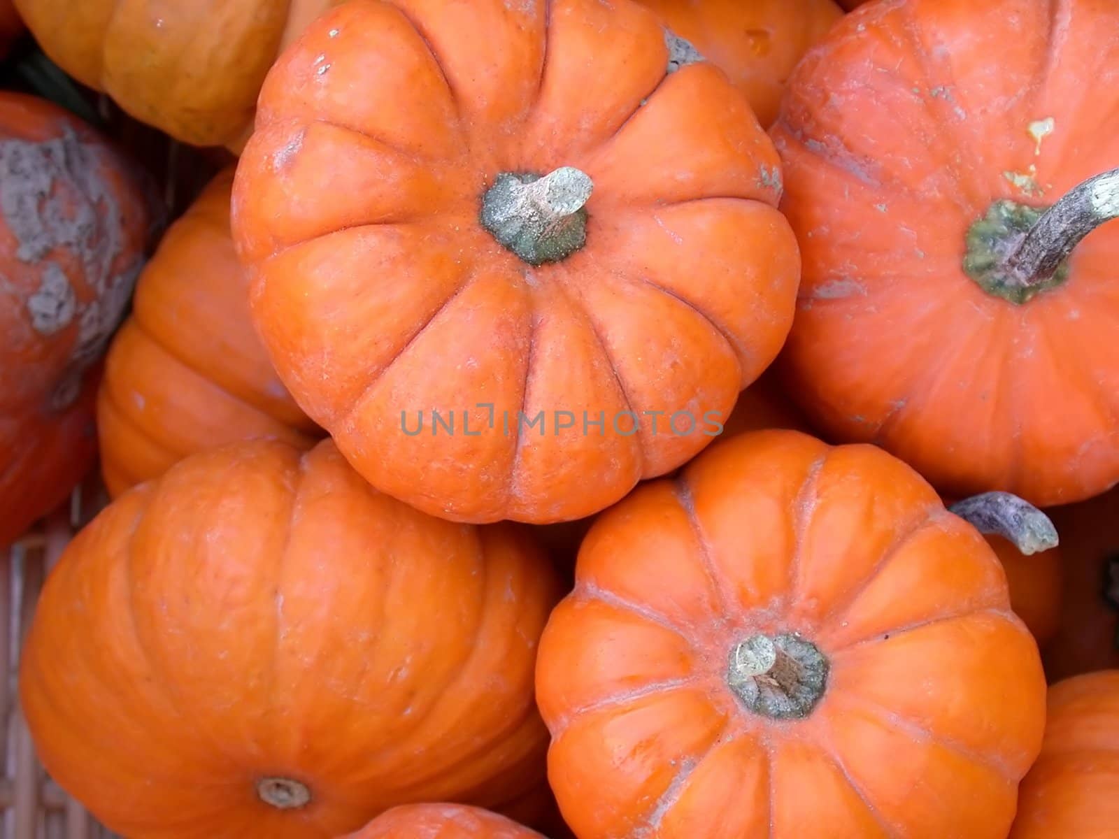 A bunch of pumpkins