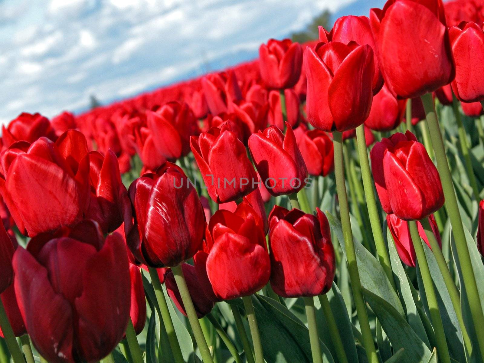 Red tulip by aremafoto