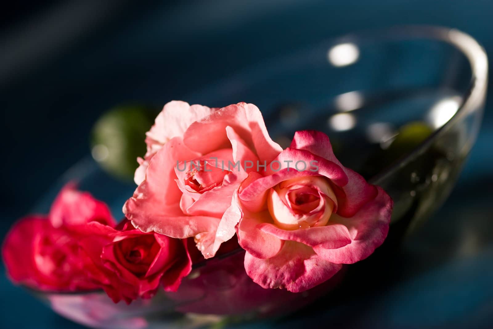 still life with tenderness roses, macro picture
