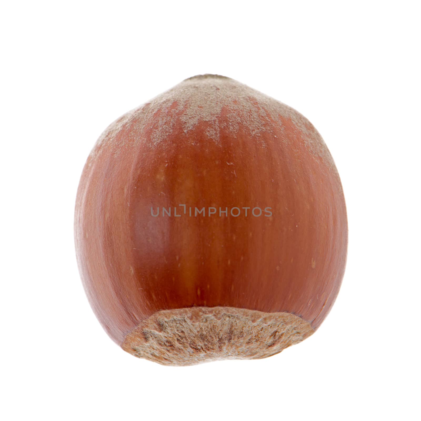 Hazelnut isolated on white background.