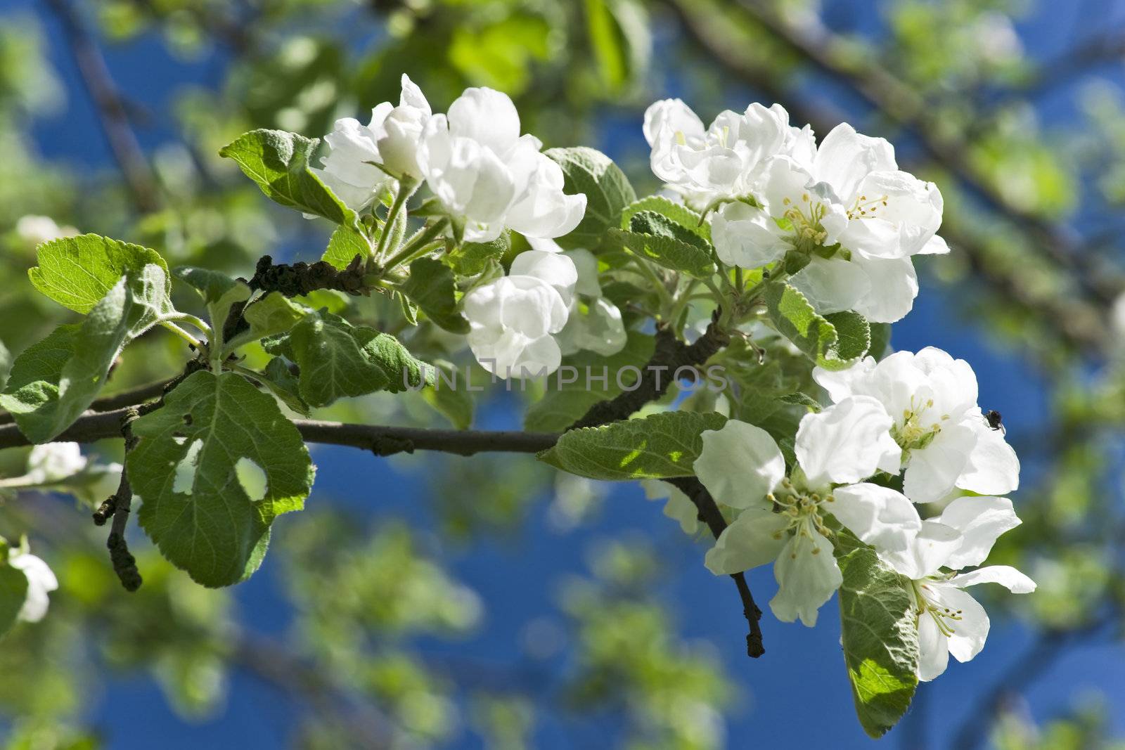 Apple tree branch with flowers close up 