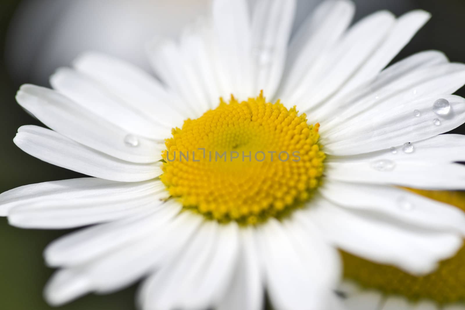 Camomile flower by mulden