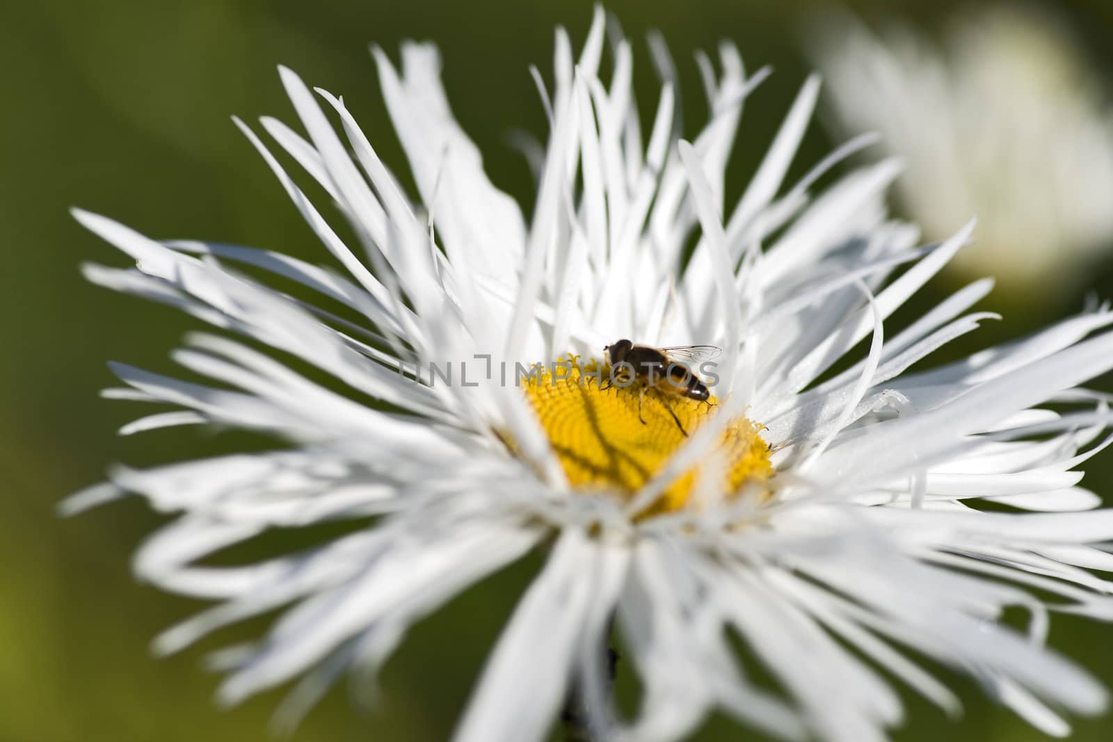 Garden camomile with a fly