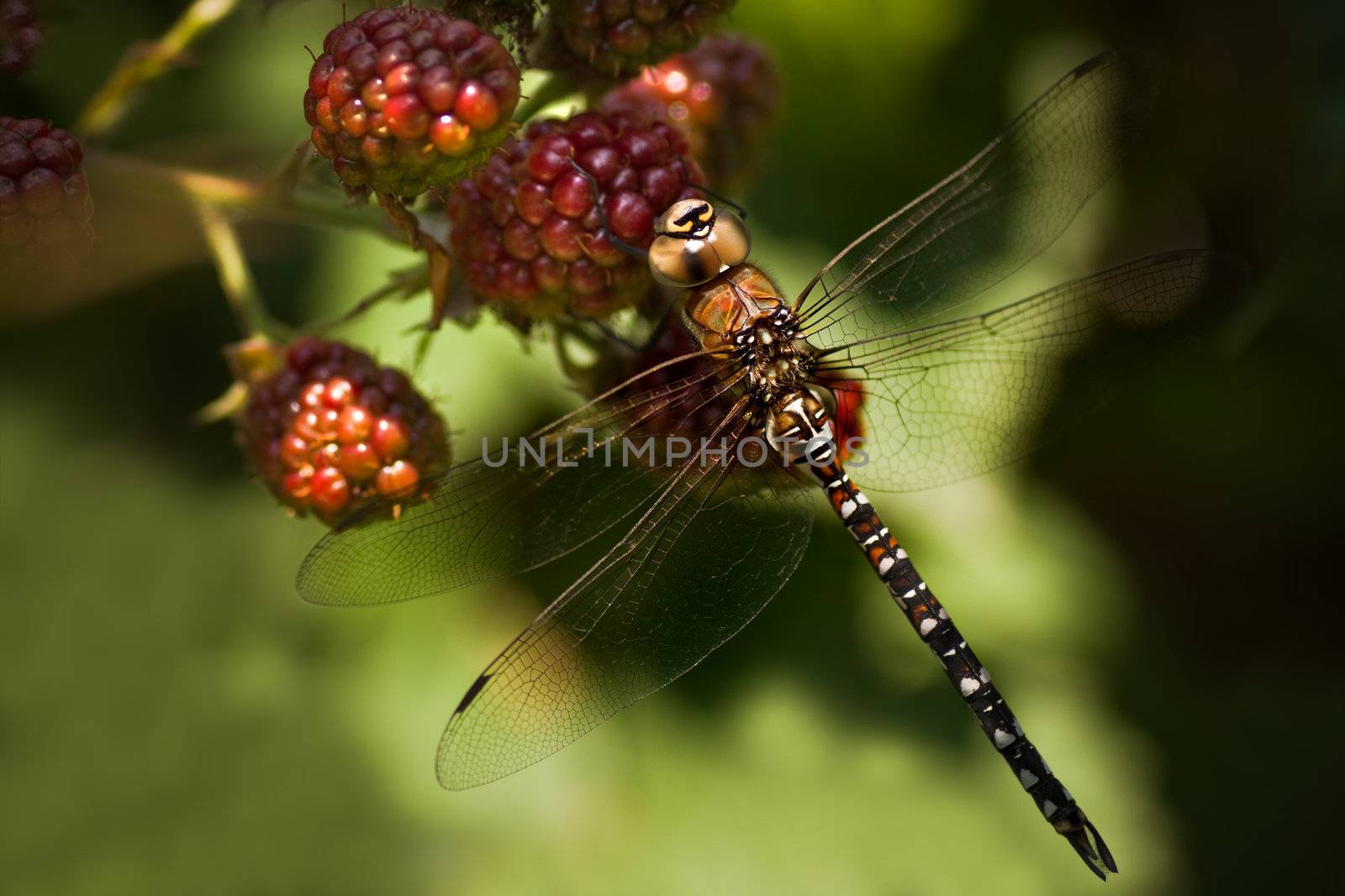 Dragonfly Aeshna mixta or Migrant hawker resting on riping brambleberries