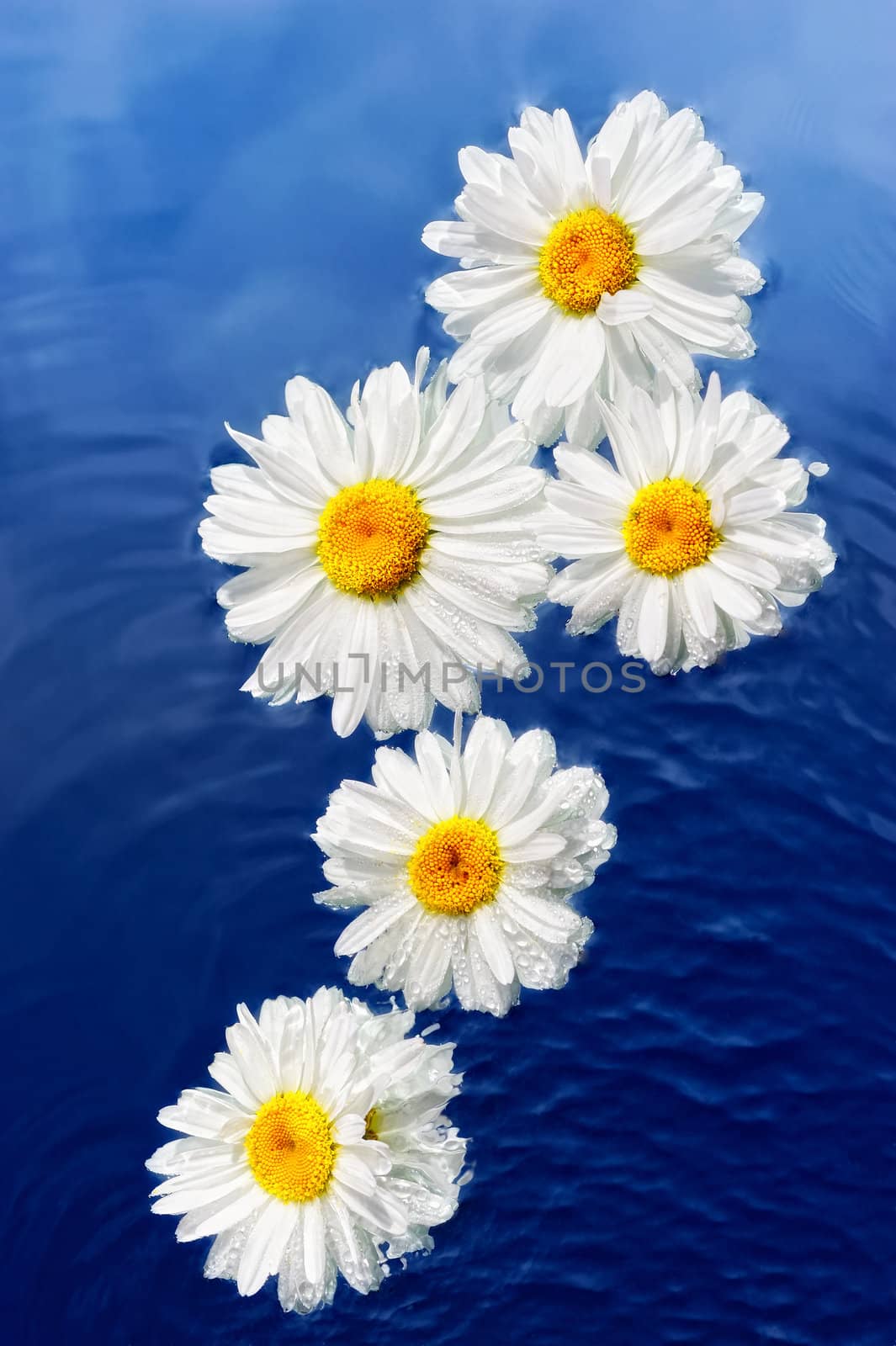 White daisy on the surface of pure water