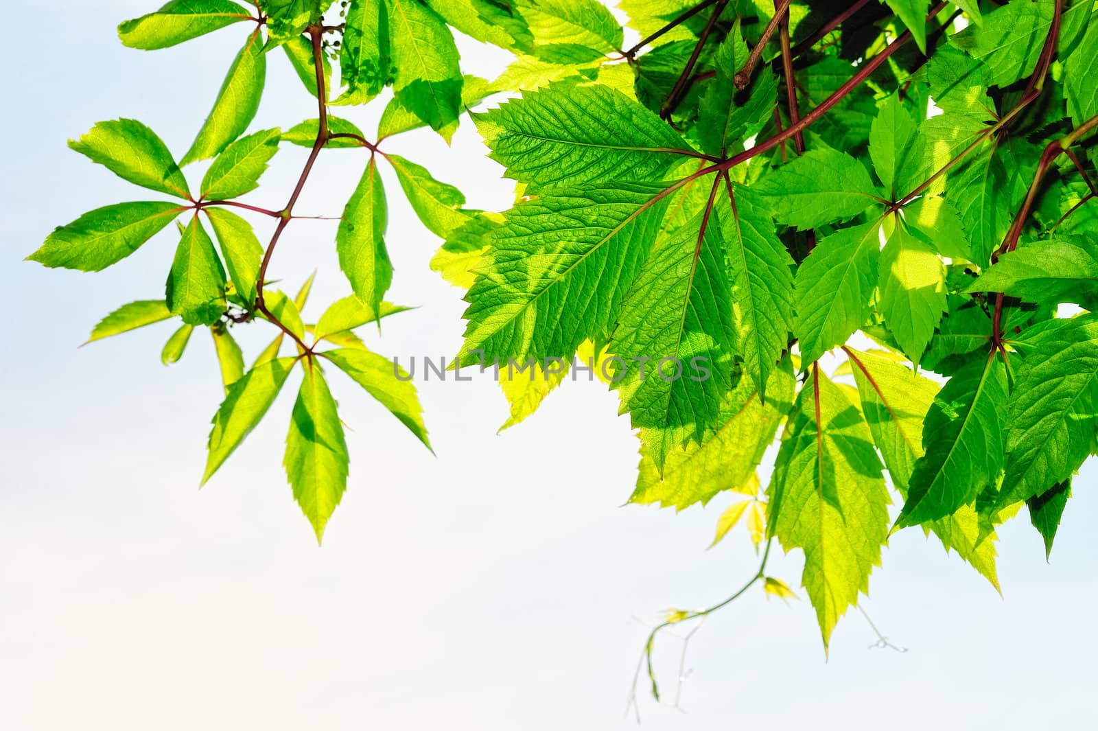 Fresh green leaves on the branches of shrubs