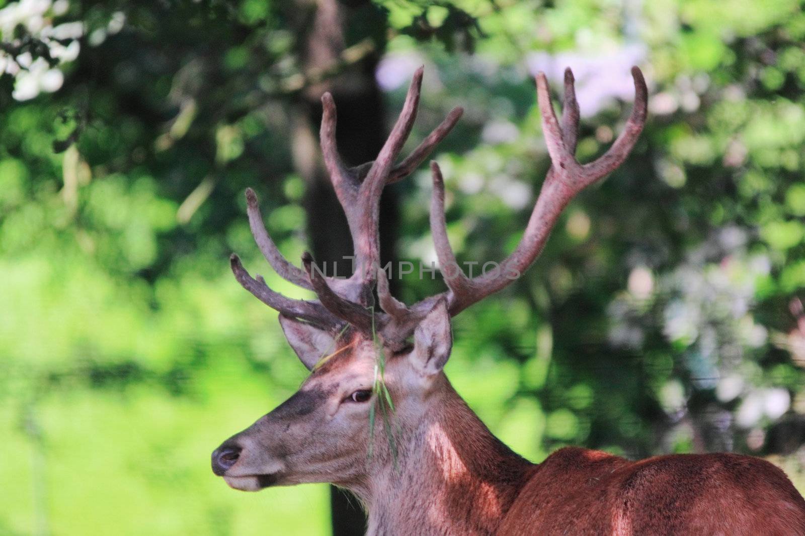 a male deers portrait in summer