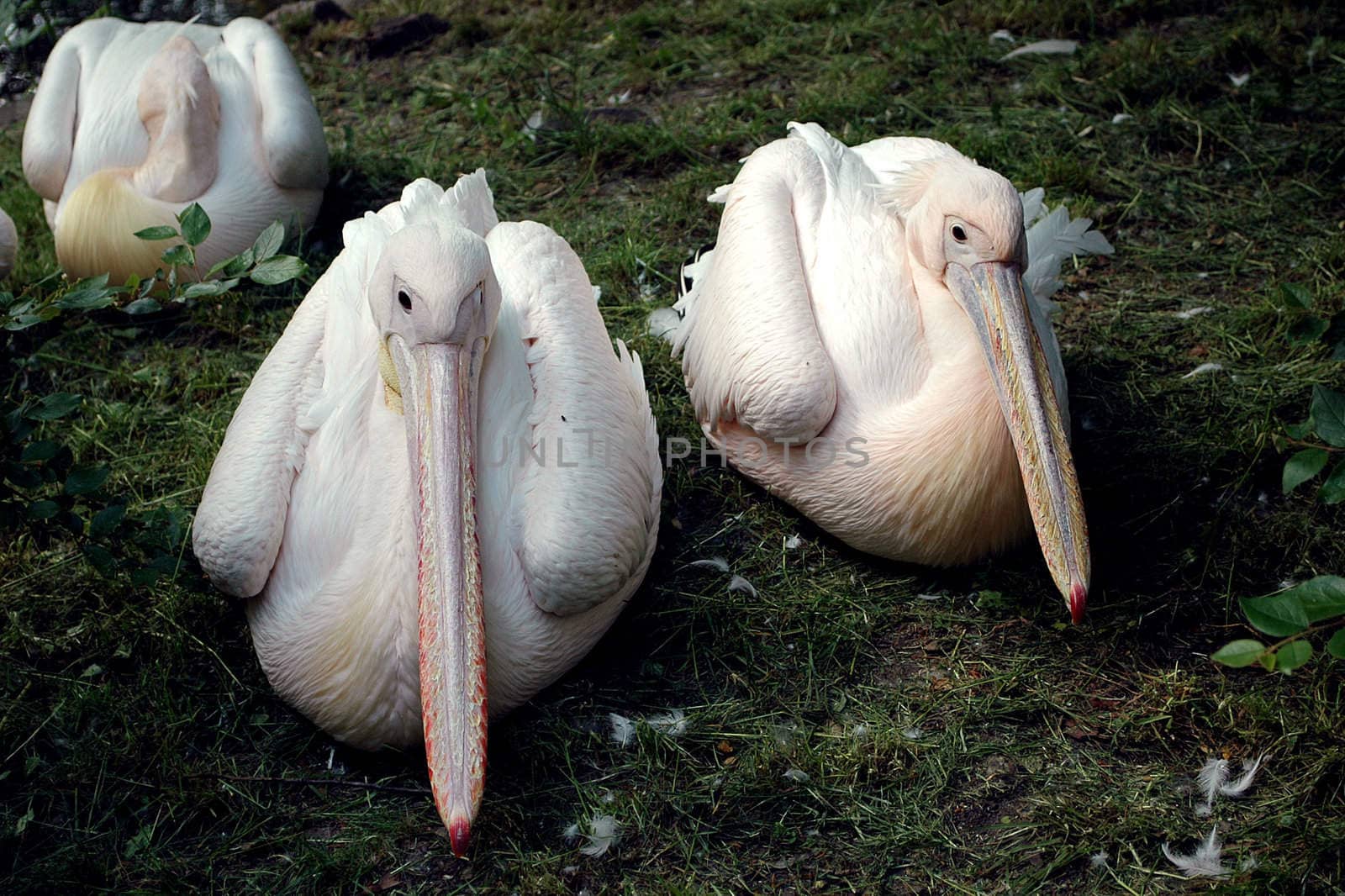 Three White Pelicans in the ZOO